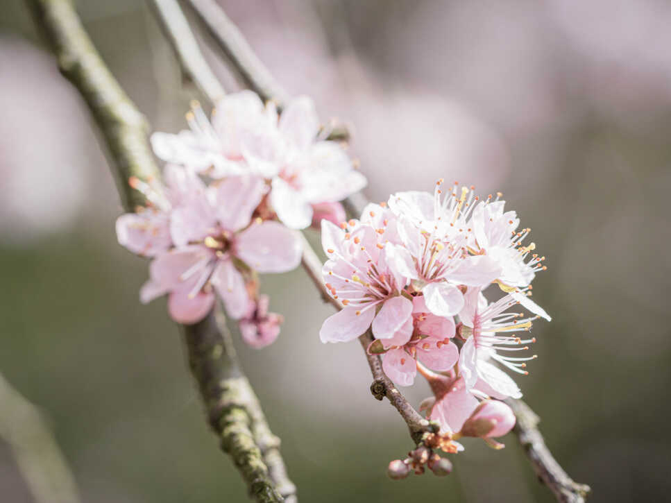 Japanische Kirschblüte