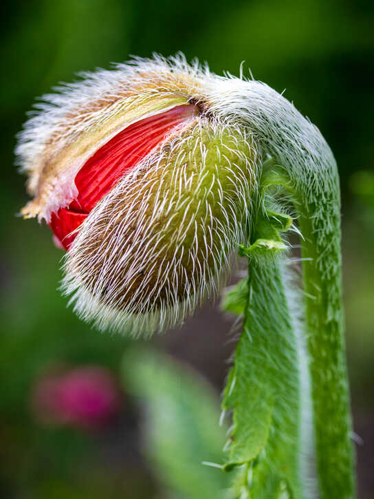 sich öffnender Mohn