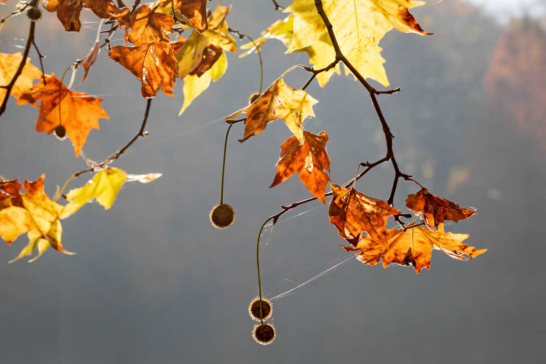 Blätter am Baum