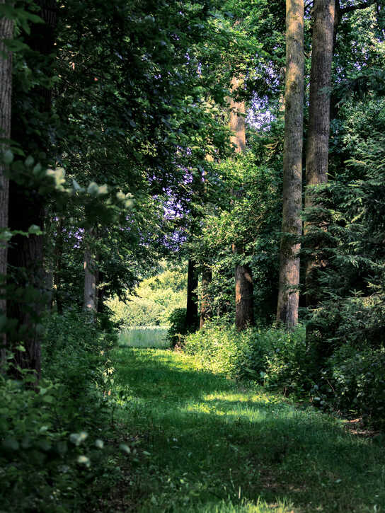 Waldschneise