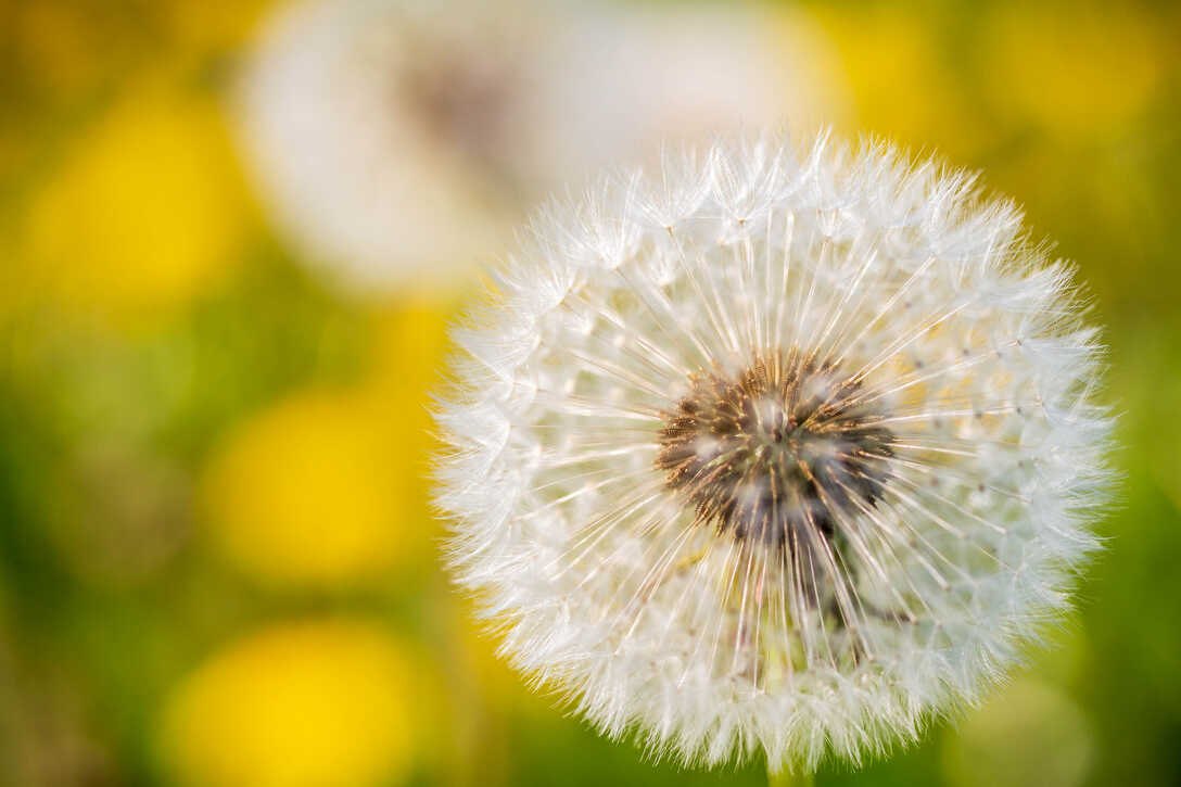 Pusteblume