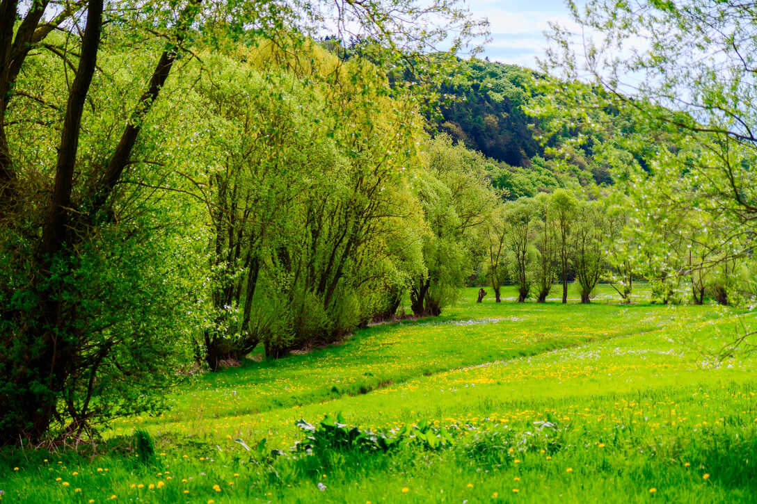 Wiesengrund