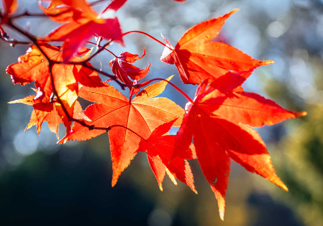 Japanese maple