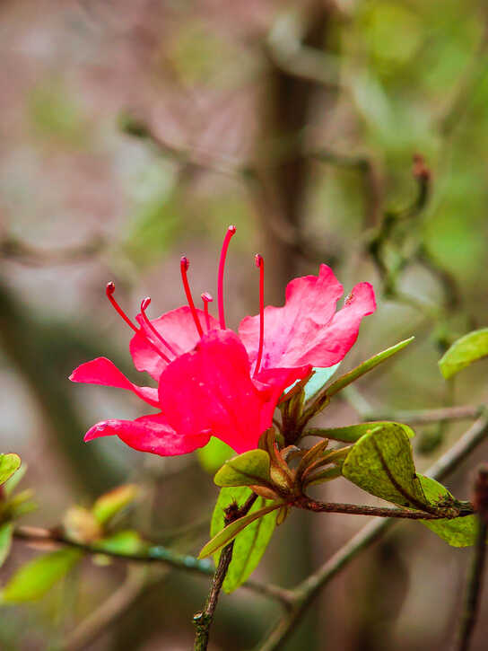 Rhododendron