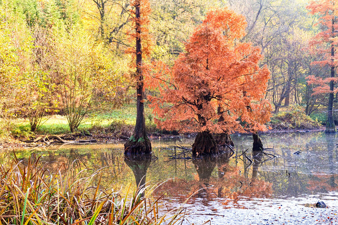 Sumpfzypressen im Herbst