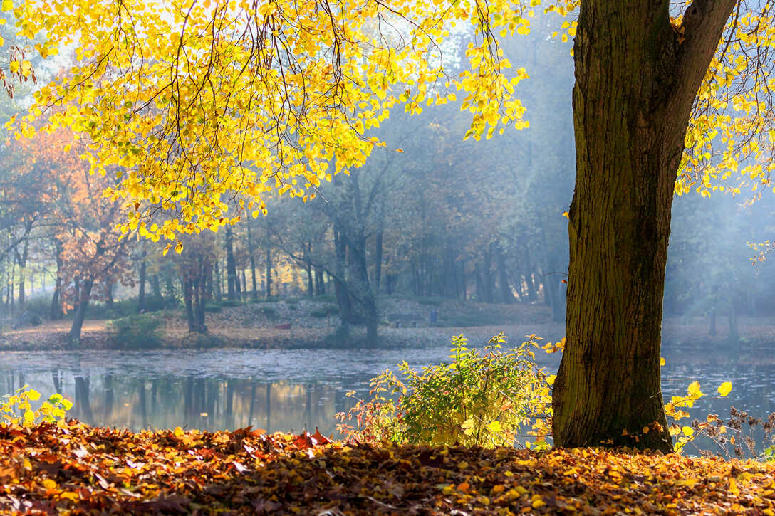 Herbst im Revierpark