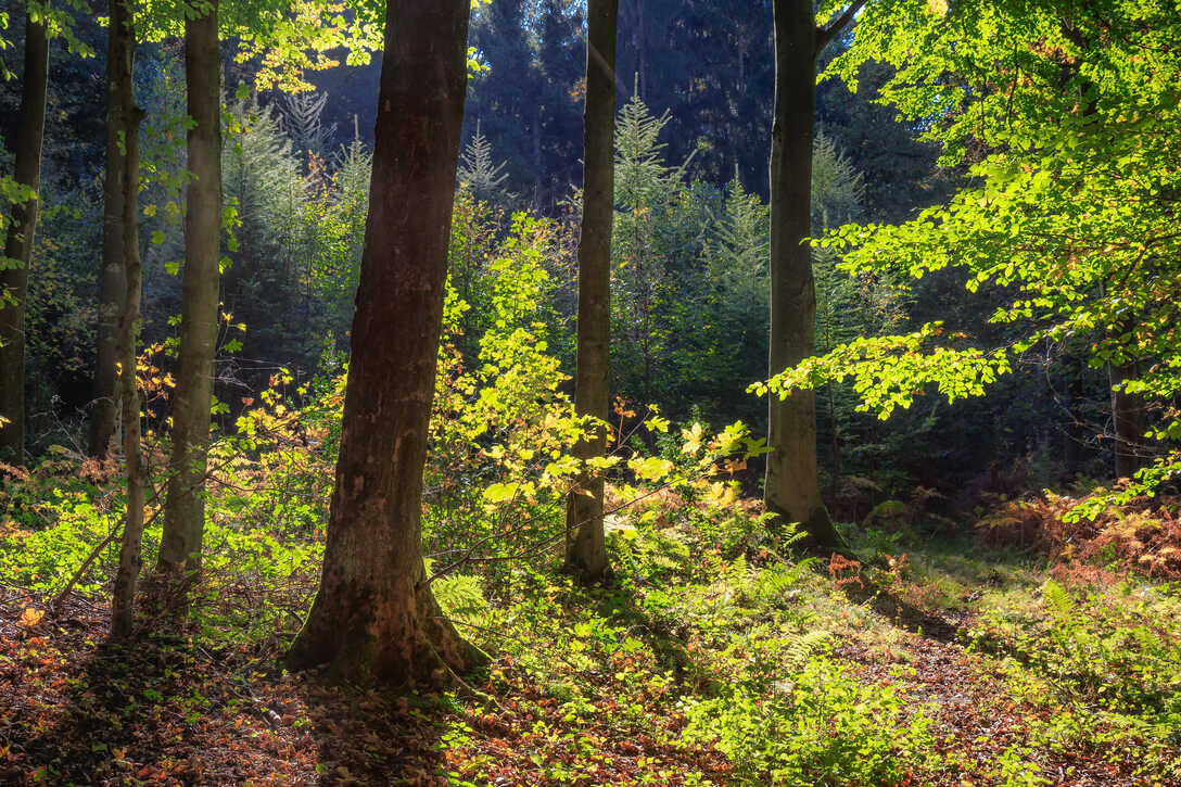 Waldstück