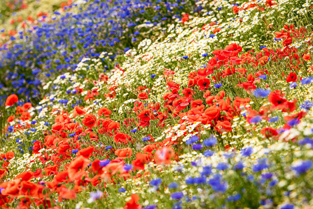 Mohn, Kornblumen und Kamille