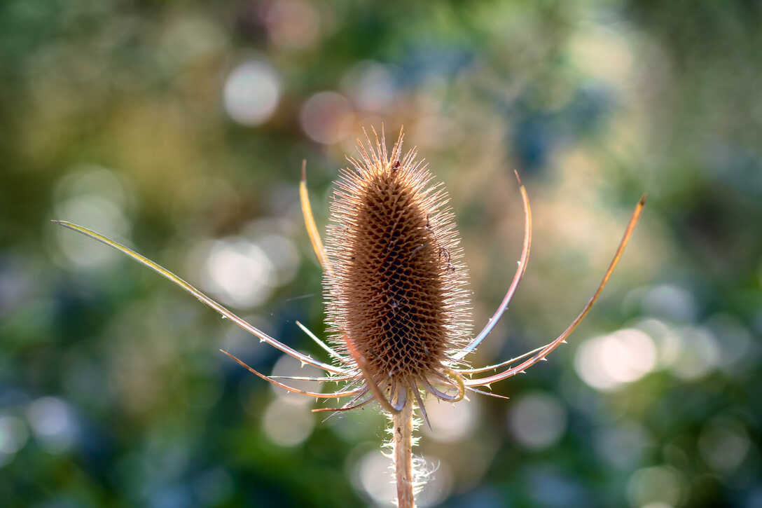 Wilde Karde mit Bokeh