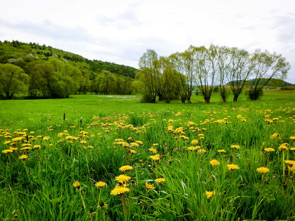 Blumenwiese