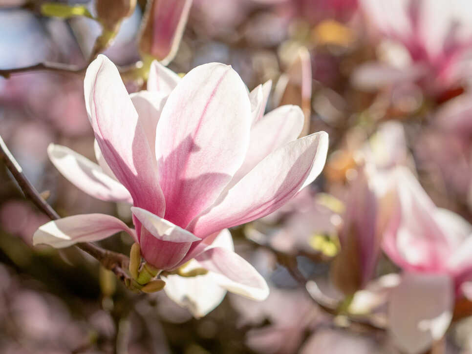 Magnolienblüte II