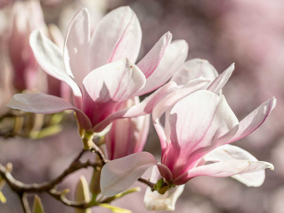 Magnolienblüte I