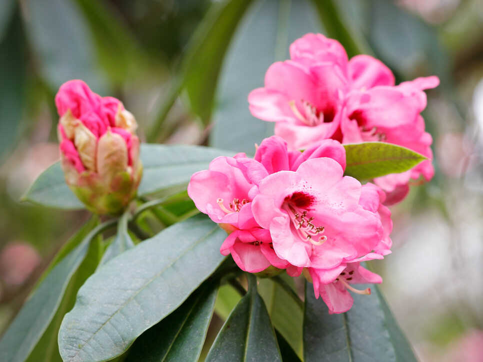 Rhododendronblüten zu Ostern